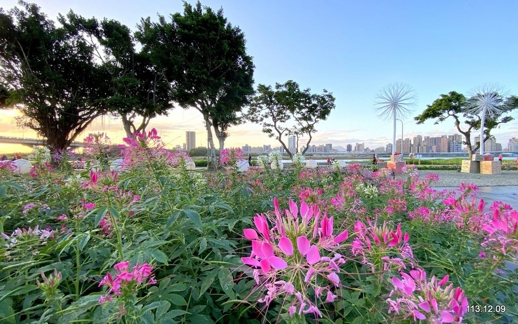 【台北】延平河濱公園 觀賞花海、夕陽