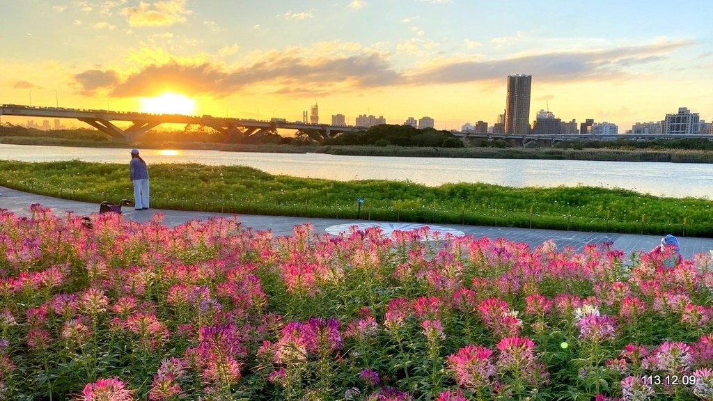 【台北】延平河濱公園 觀賞花海、夕陽
