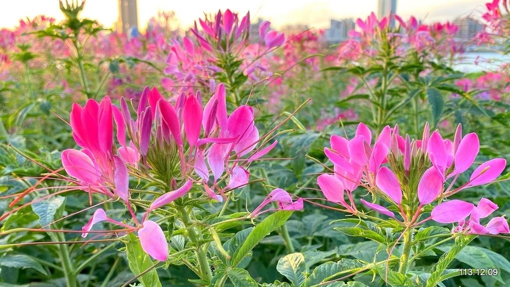 【台北】延平河濱公園 觀賞花海、夕陽