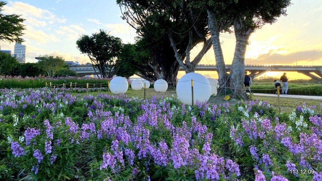 【台北】延平河濱公園 觀賞花海、夕陽