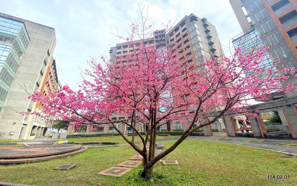 【新北】三峽遊 祖師廟、台北大學