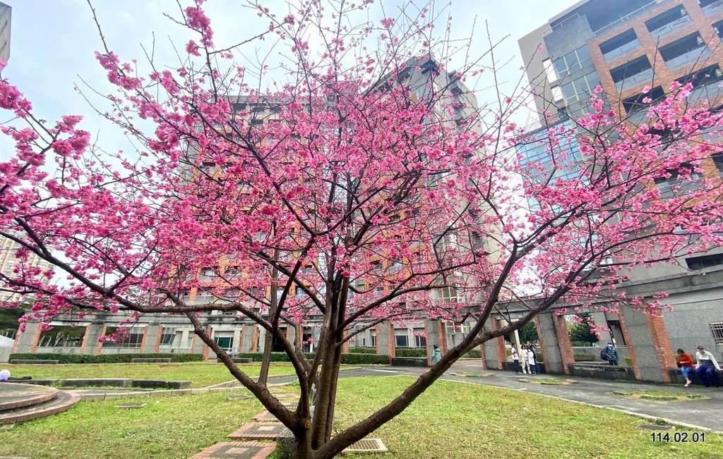 【新北】三峽遊 祖師廟、台北大學