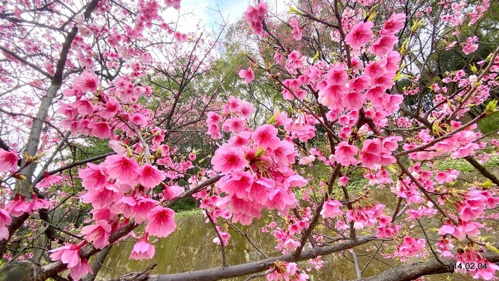 【桃園】龜山壽山巖 長庚養生文化村