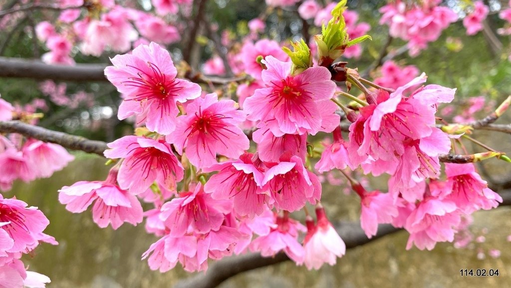 【桃園】龜山壽山巖 長庚養生文化村