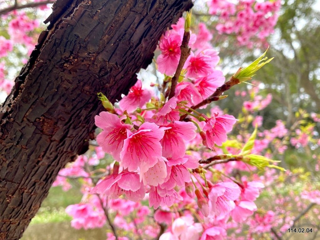 【桃園】龜山壽山巖 長庚養生文化村