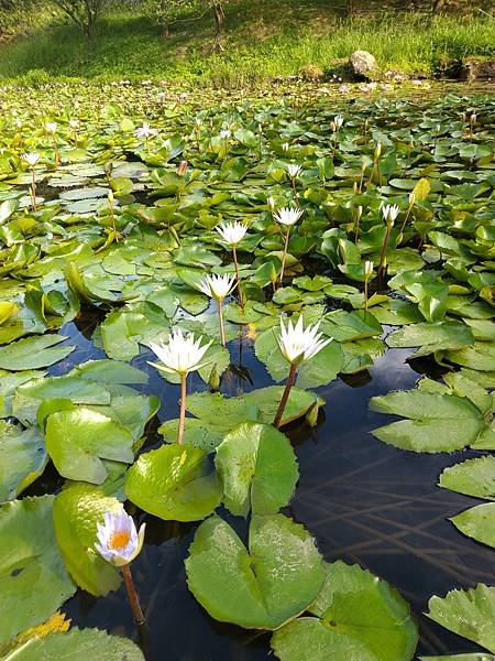 P_20200801_073716_vHDR_Auto.jpg