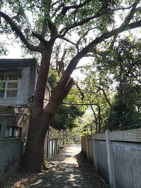 西川滿玫瑰記士林炭坑臺車軌道。真淳:王叔岷學者，吳國楨台灣省