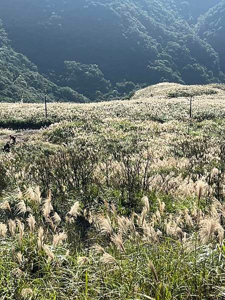 九份山金故事。小金瓜露頭，小粗坑古道，九份頌德公園，侯硐大粗