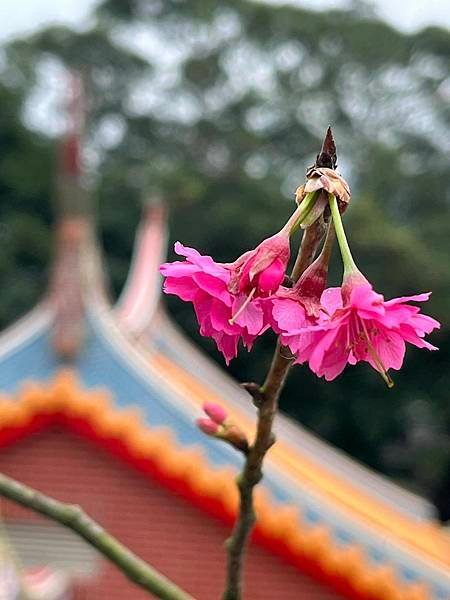 九份的蘭嶼獨木舟群。九份廟中廟福山宮櫻花林