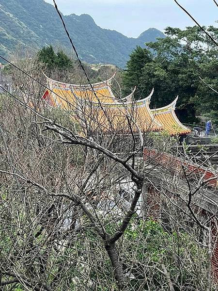 九份的蘭嶼獨木舟群。九份廟中廟福山宮櫻花林
