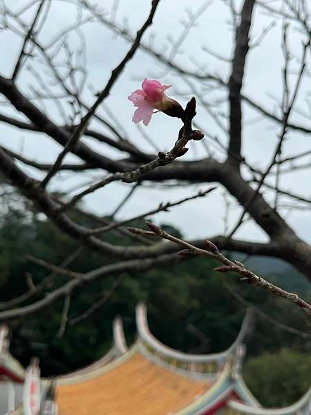 九份的蘭嶼獨木舟群。九份廟中廟福山宮櫻花林