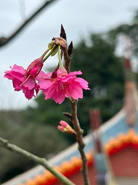 九份的蘭嶼獨木舟群。九份廟中廟福山宮櫻花林