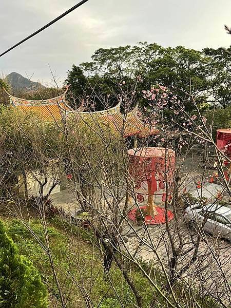 金瓜石九份猴洞雙溪的芒花像是日本二手書店的女員工。2024年