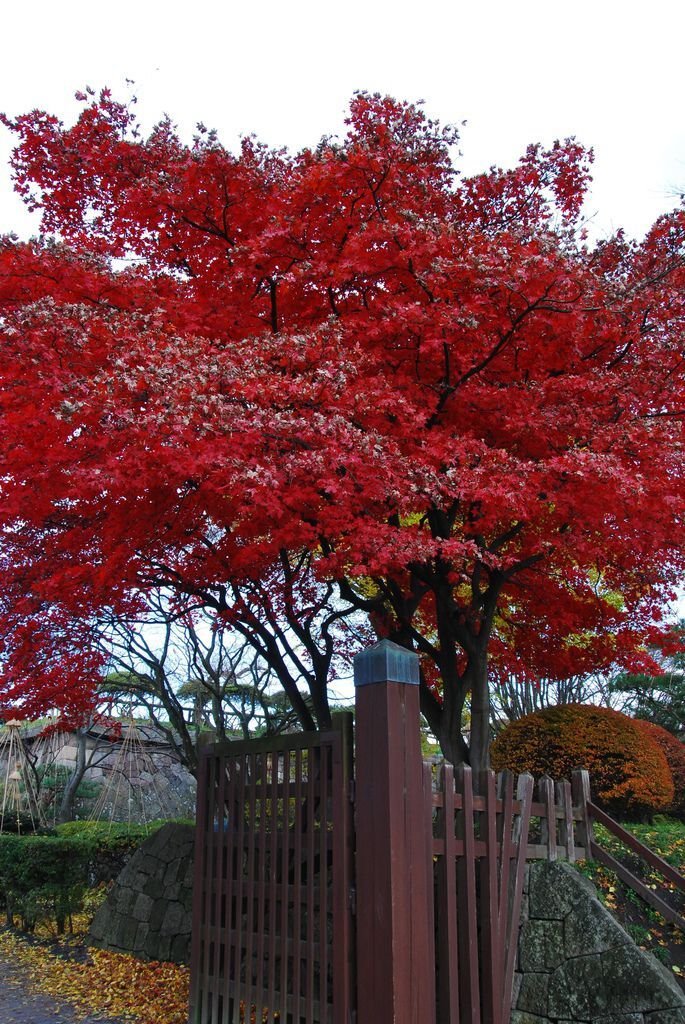 DSC_0080_0030