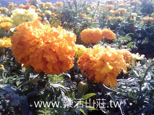 IMAGE_754 拷貝.jpg