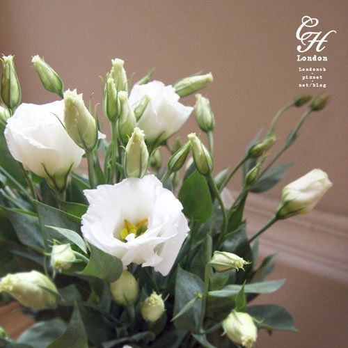 Lisianthus-Flower02