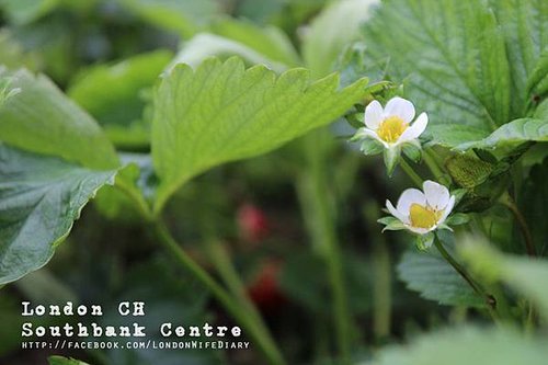 ROOF-GARDEN-CAFEBAR16