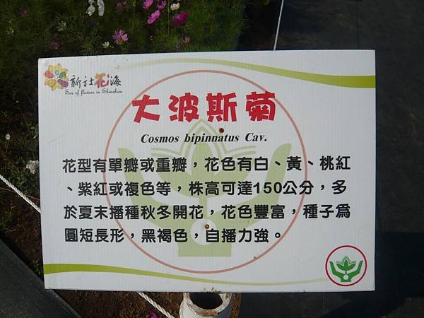 大波斯菊簡介