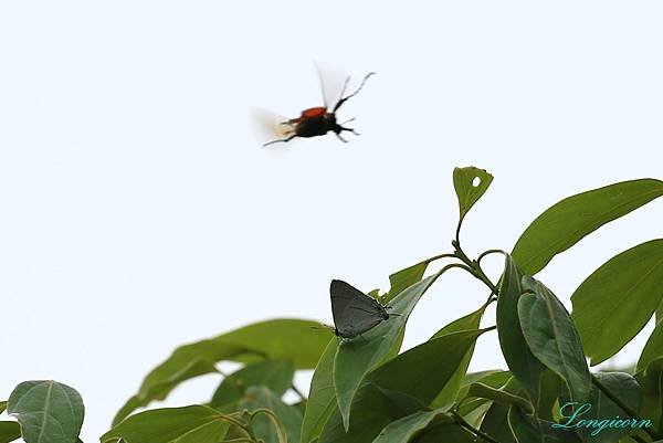 花蓮青小灰蝶.JPG