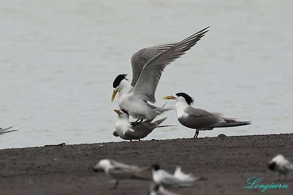 鳳頭燕鷗_交配.jpg