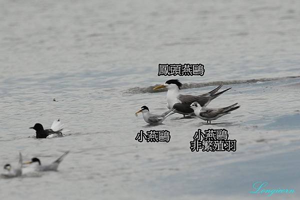 燕鷗比較1.jpg