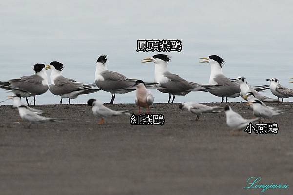 燕鷗比較4.jpg