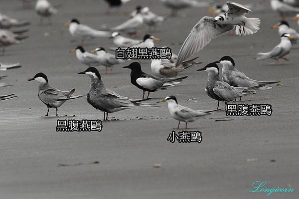 燕鷗比較2.jpg