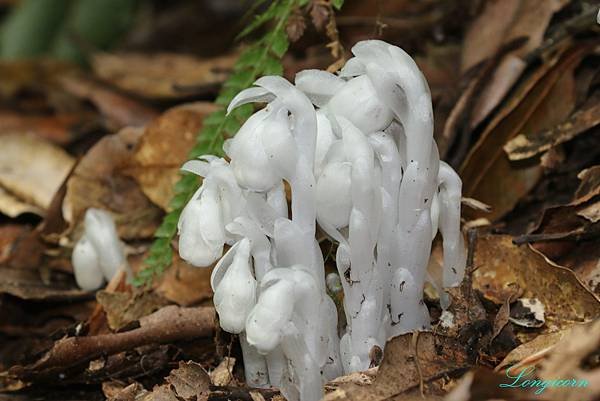 水晶蘭