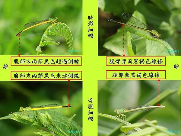 compare_黃腹細蟌1.jpg