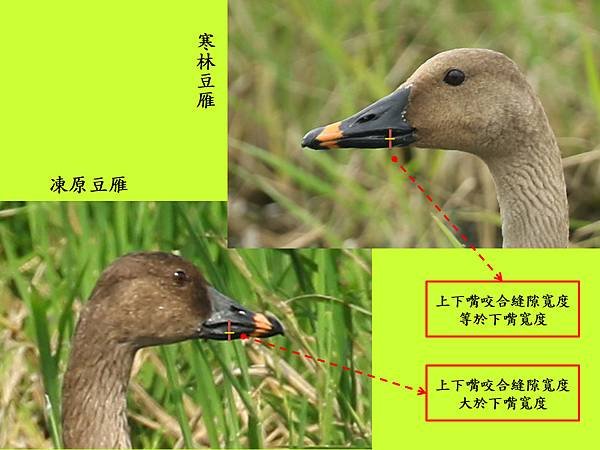 compare_豆雁1.jpg