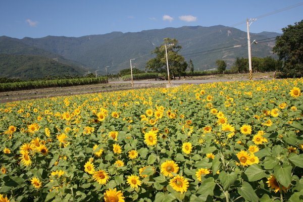 瑞源村