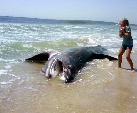basking-shark.jpg