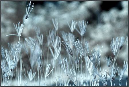IMG_2915.jpg