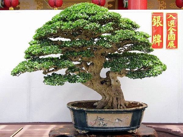 2013台南市盆栽展 017.jpg
