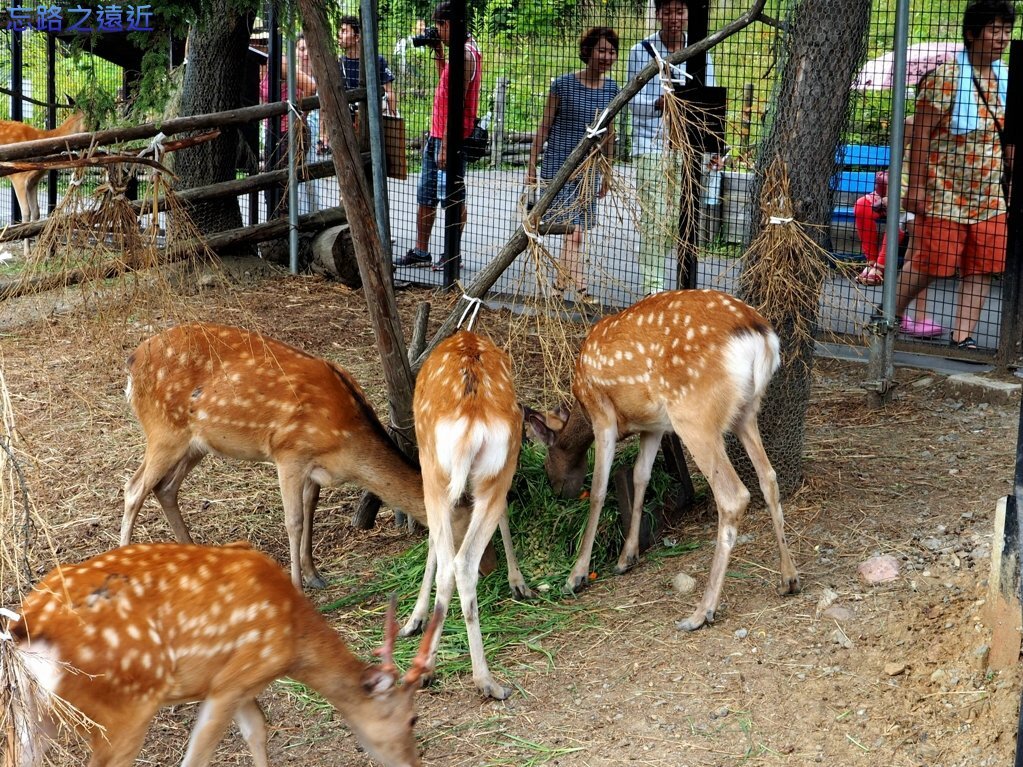 24旭山動物園-蝦夷鹿.jpg