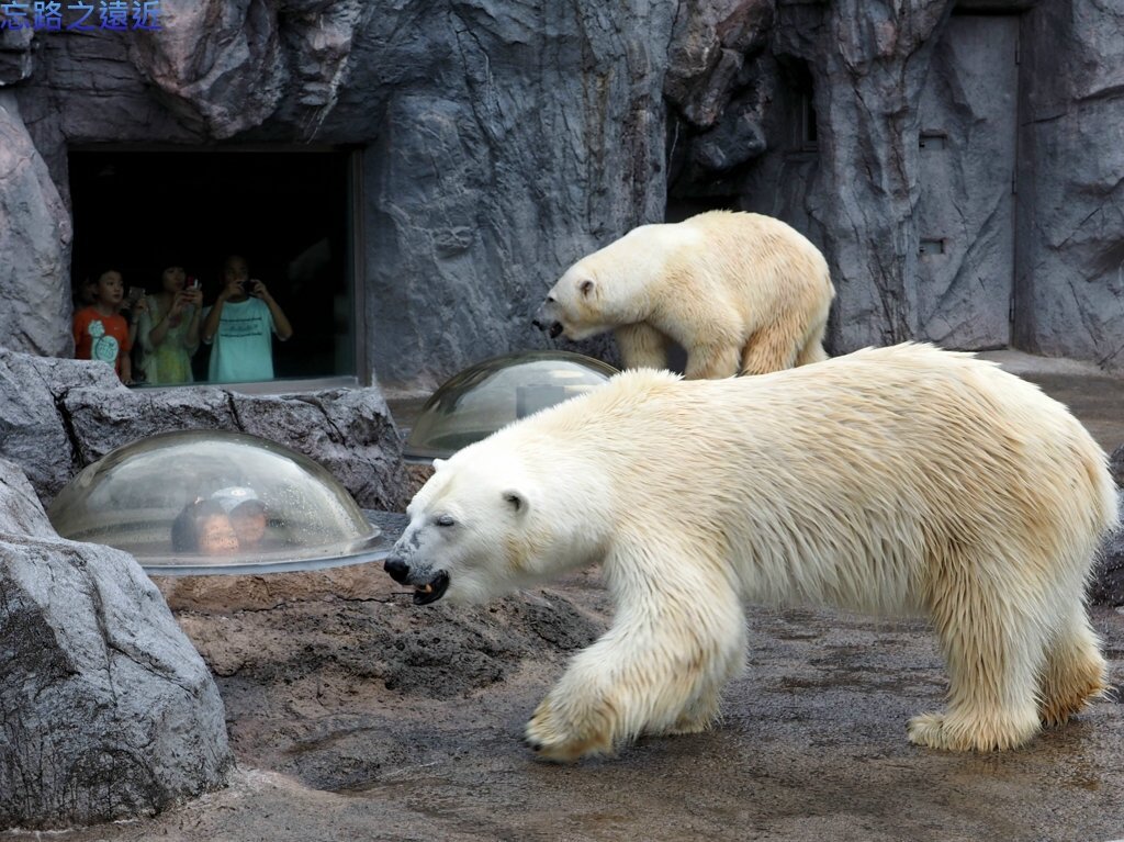 34旭山動物園-北極熊.jpg