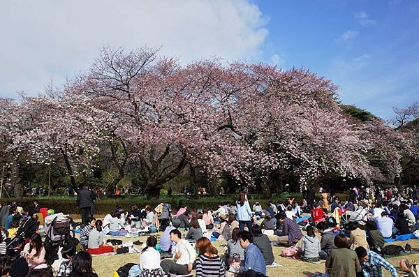 7新宿御苑賞櫻人潮-4.jpg