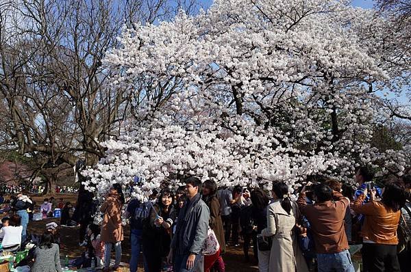 21新宿御苑拍櫻花者-2.jpg