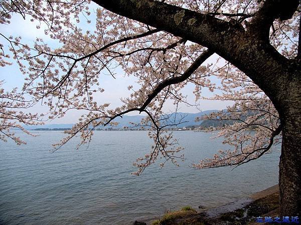 3海津大崎櫻花-1.jpg