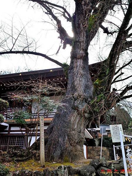 28吉備津神社銀杏神木.jpg