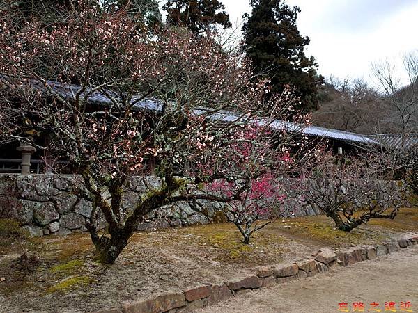 41吉備津神社迴廊外櫻花-1.jpg