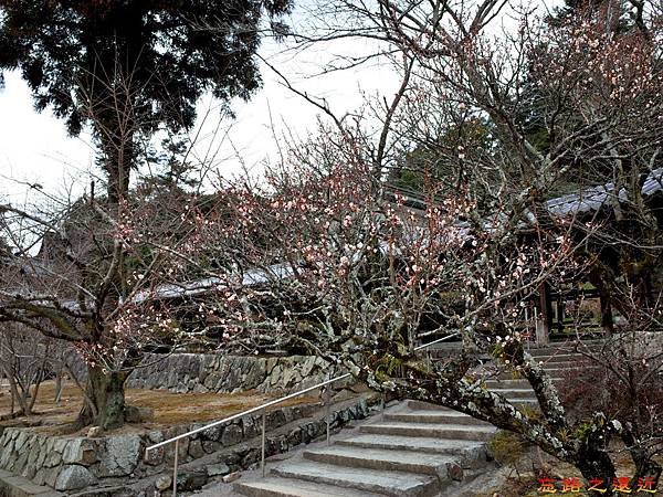 42吉備津神社迴廊外櫻花-2.jpg