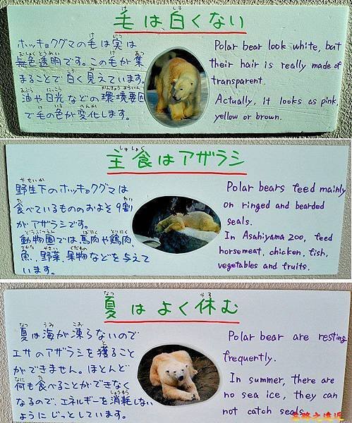 旭山動物園-冬-39.jpg