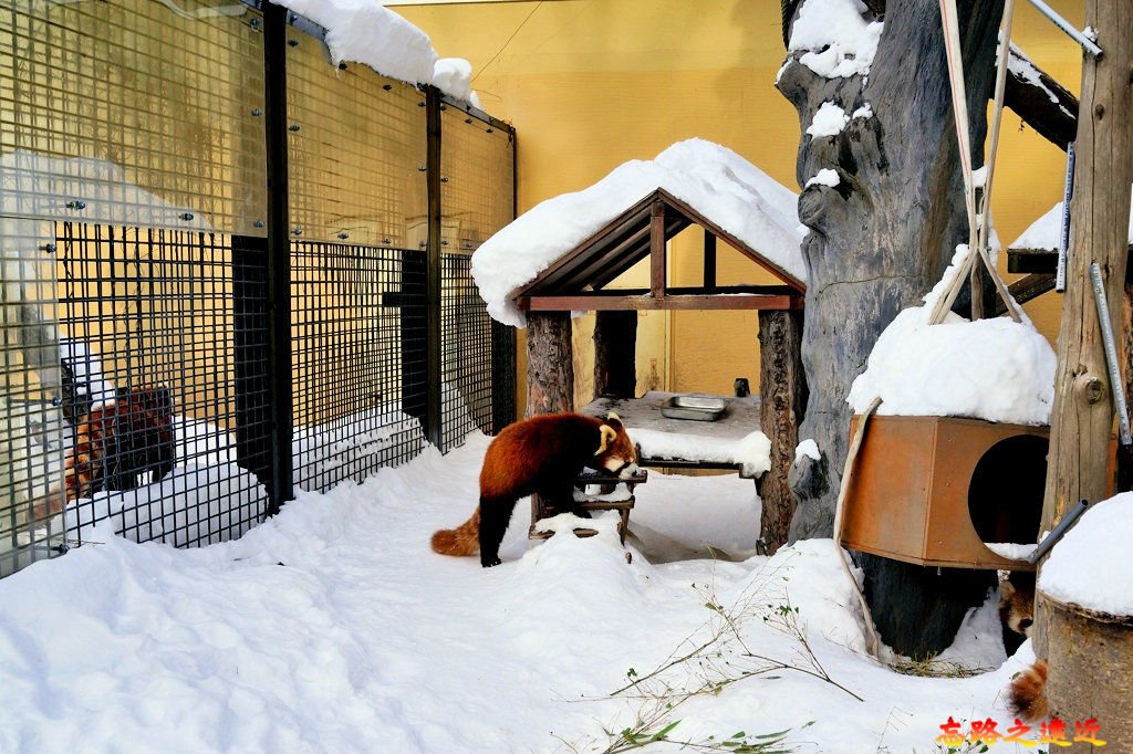 旭山動物園-冬-48.jpg