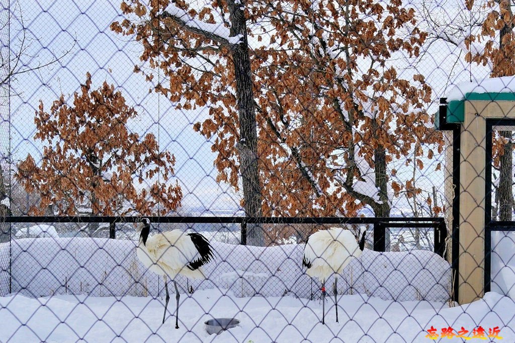 旭山動物園-冬-54.jpg