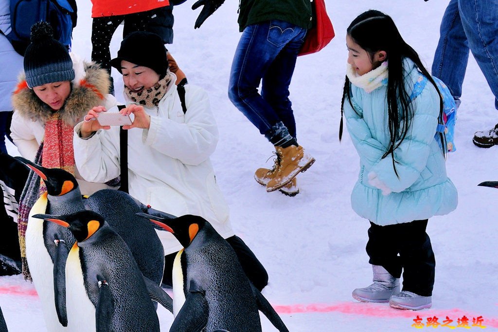 旭山動物園-冬-80.jpg