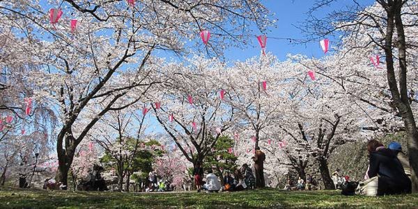 65小諸城址馬場櫻花(官網).jpg