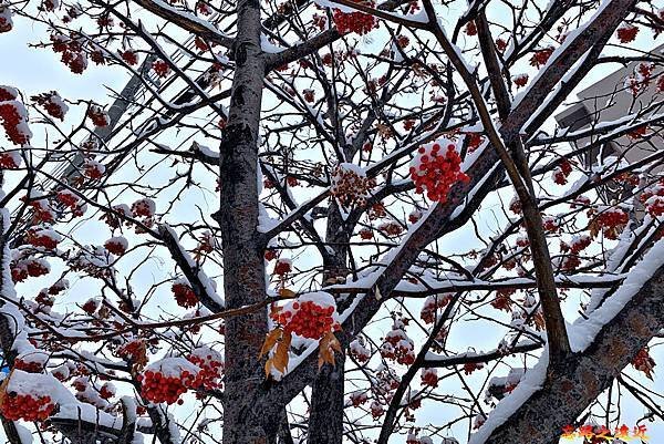 04札幌地鐵宮之澤站街道上冬天結紅色果子的樹.jpg