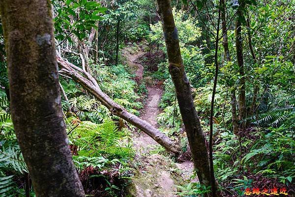 05 鵝角格山山道橫倒木.jpg