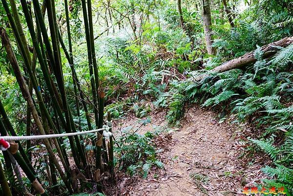 10 鵝角格山下山陡坡.jpg